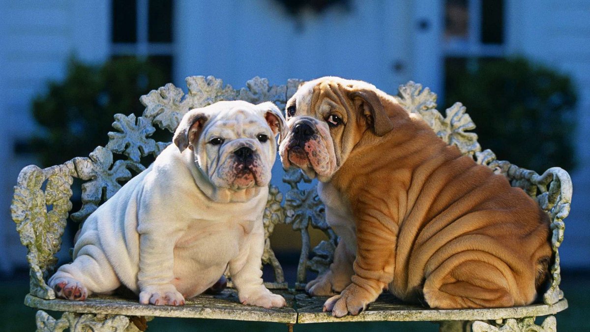 Королевский английский бульдог