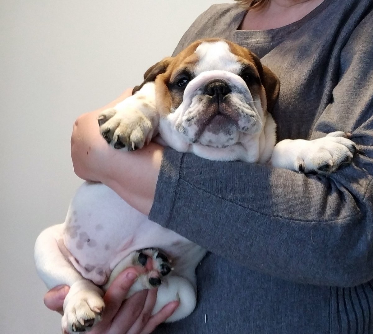 Королевский английский бульдог