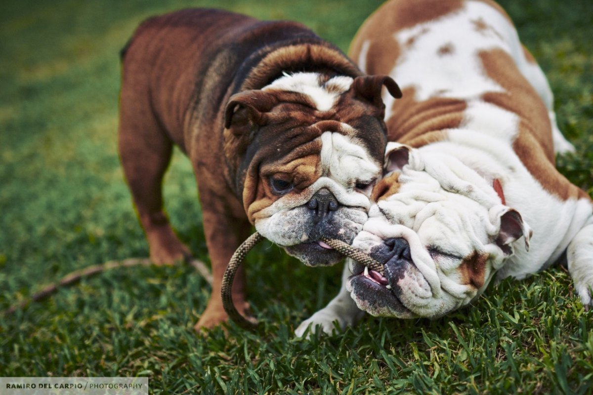 Американский бульдог у Розенбаума