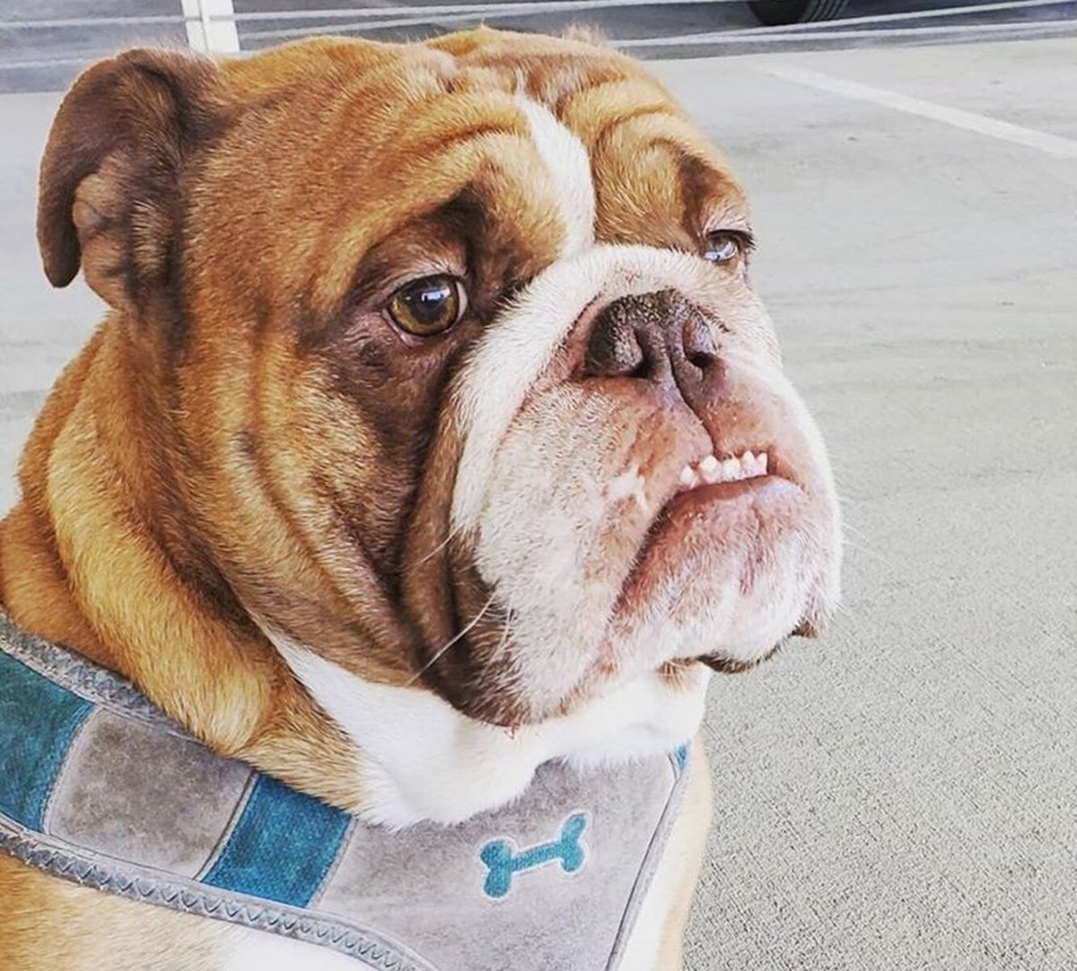 Староанглийский бульдог порода