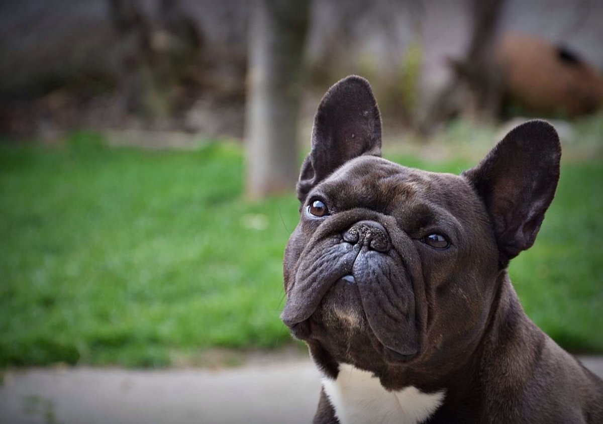 Слюнявый бульдог