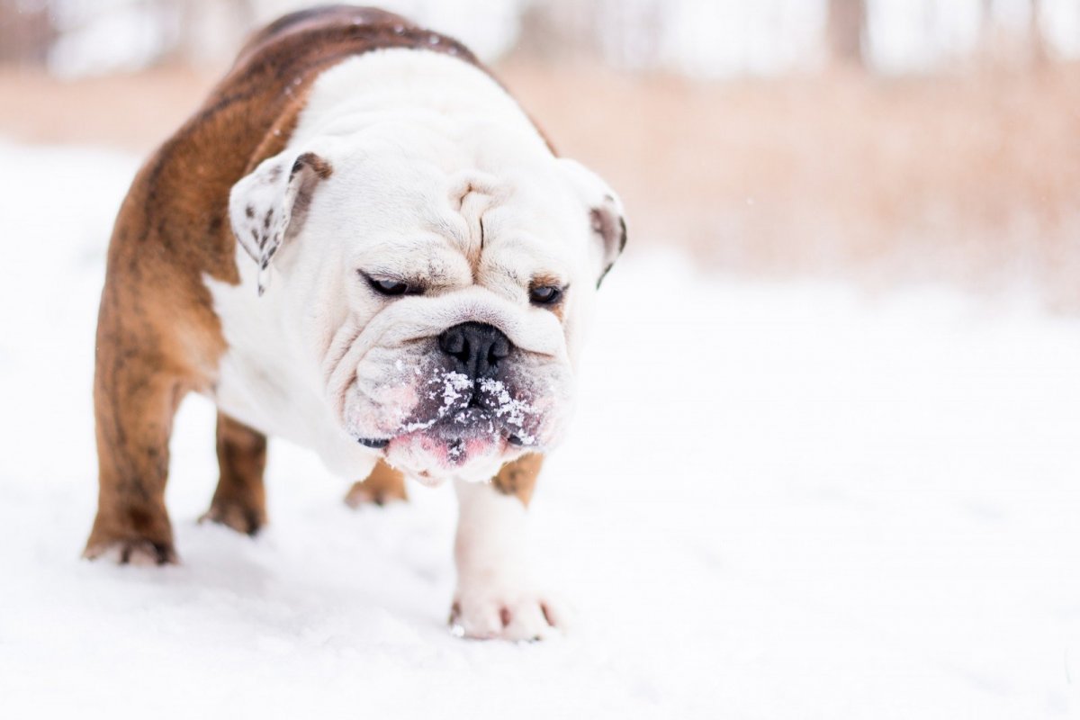 Австралийский бульдог