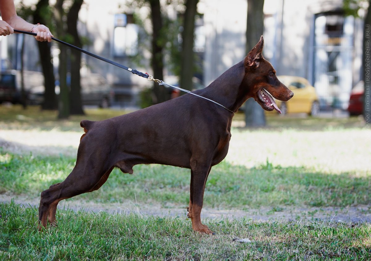 Метис питбуль и Доберман