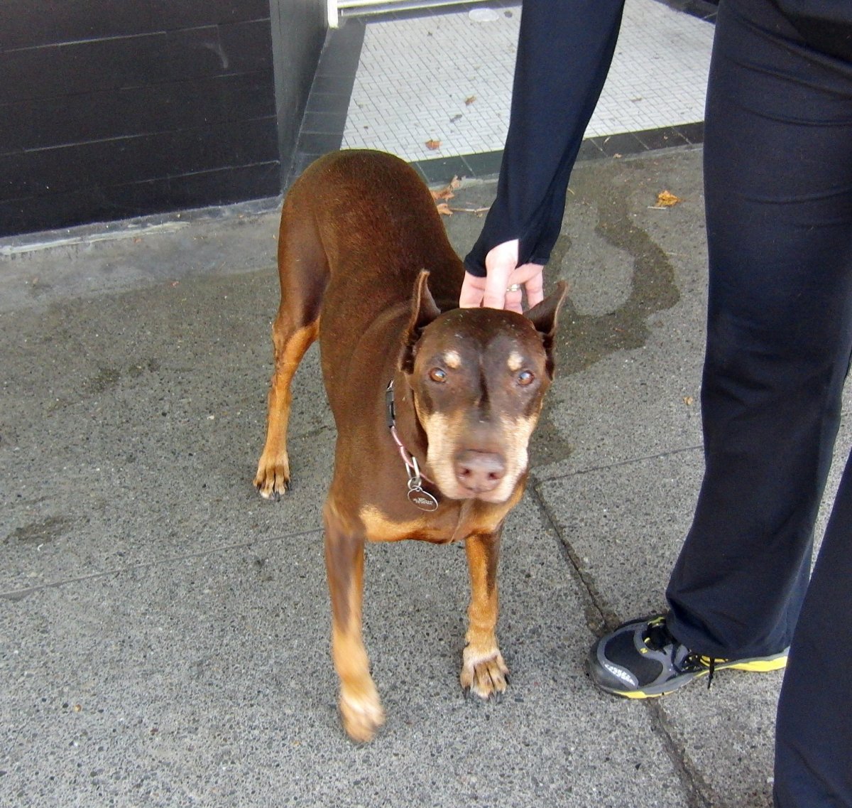 Питбуль и Доберман помесь