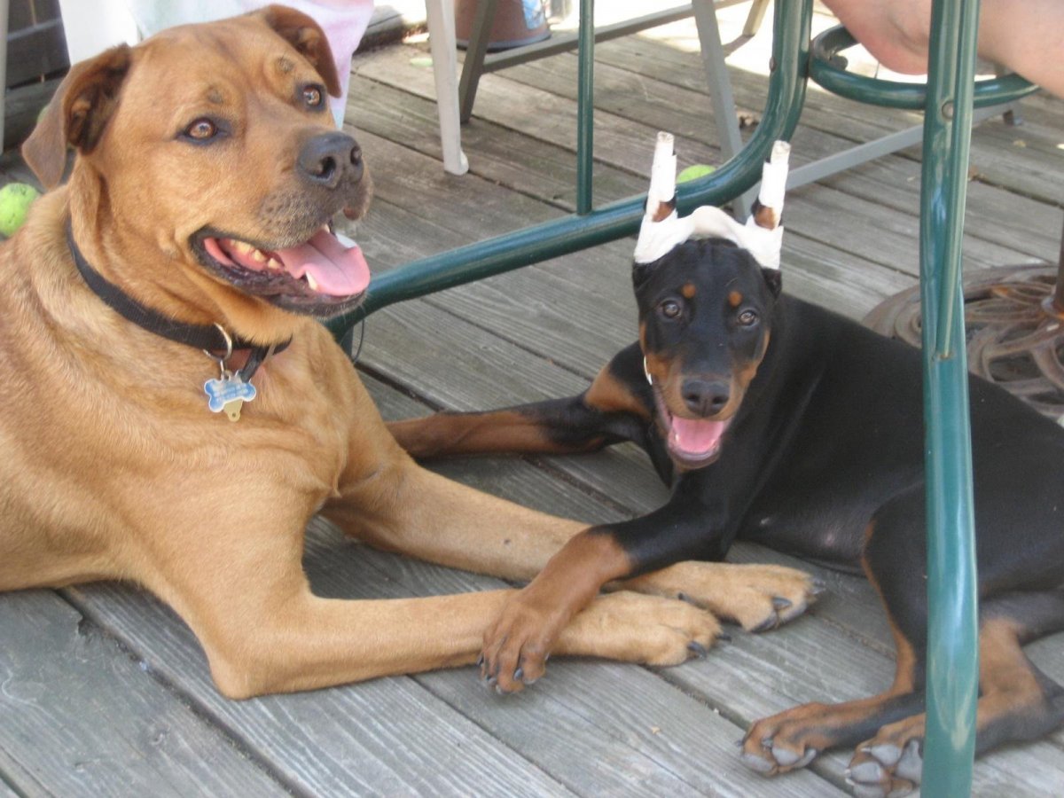 Доберман зимой на улице