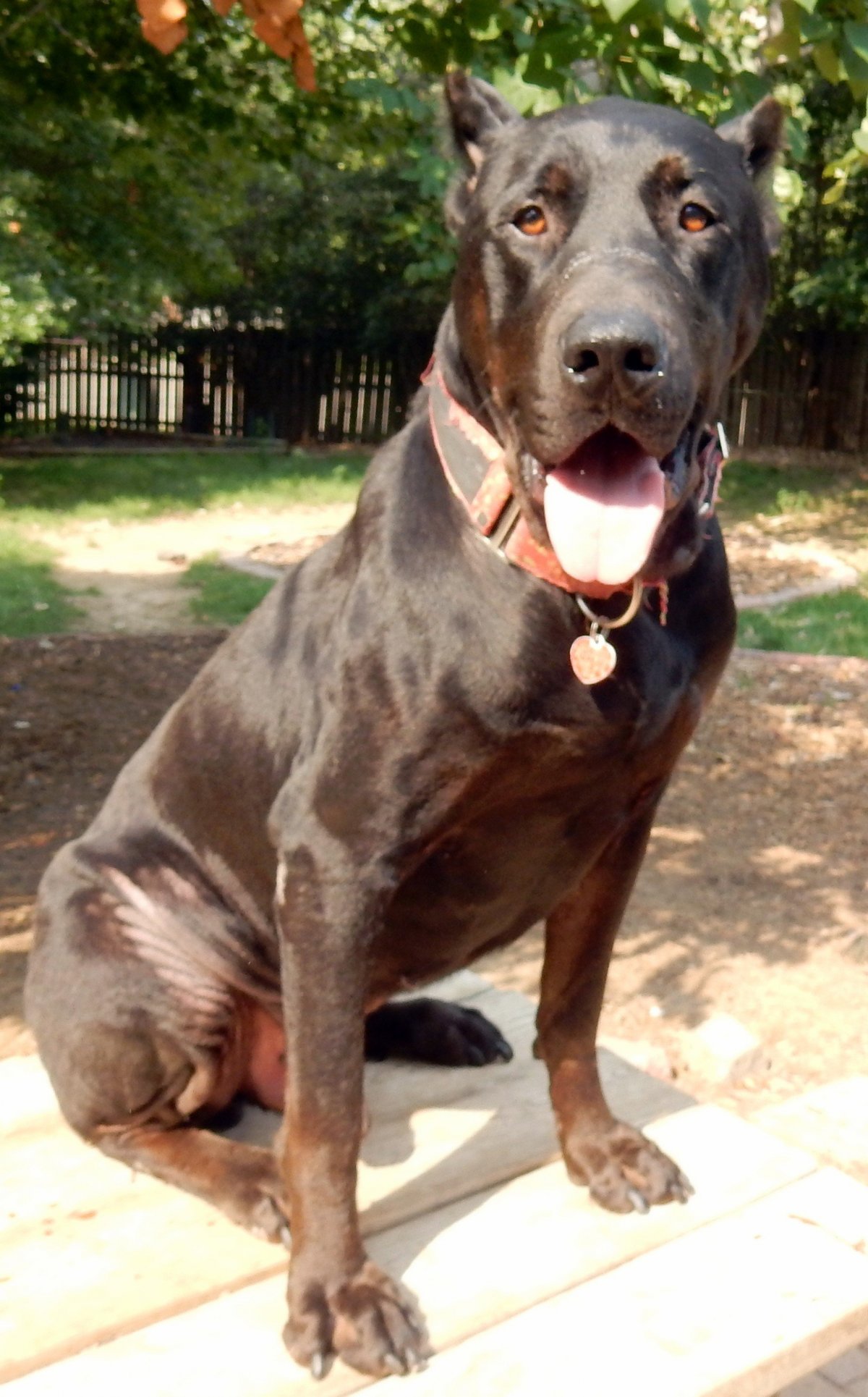 Кане Корсо и Доберман