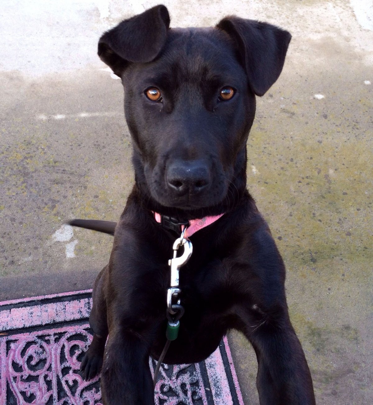 Животных есть артём