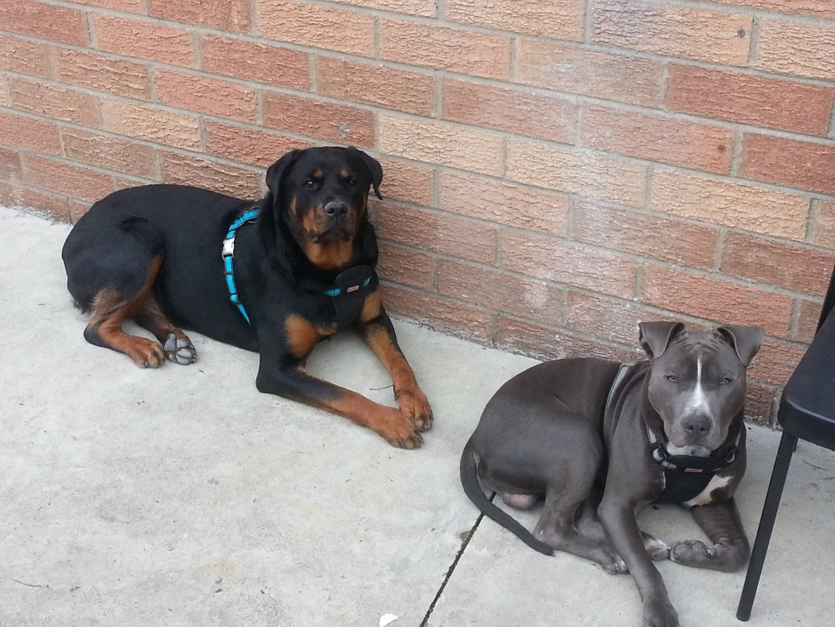 Питбультерьер некупированный