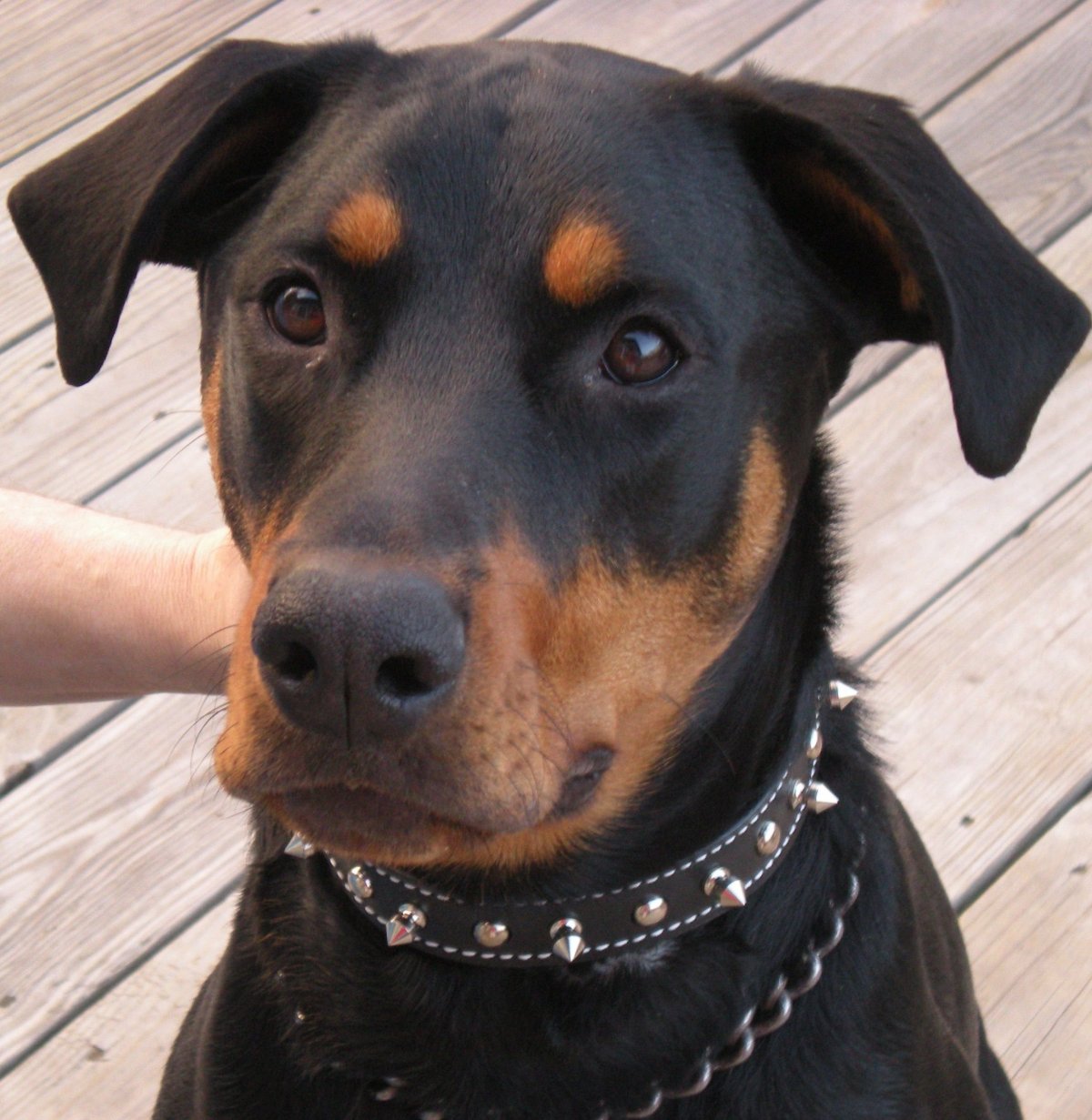 Стаффордширский терьер и Доберман