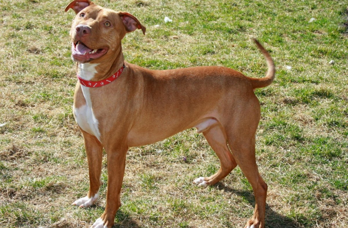 Питбуль Доберман и бультерьер