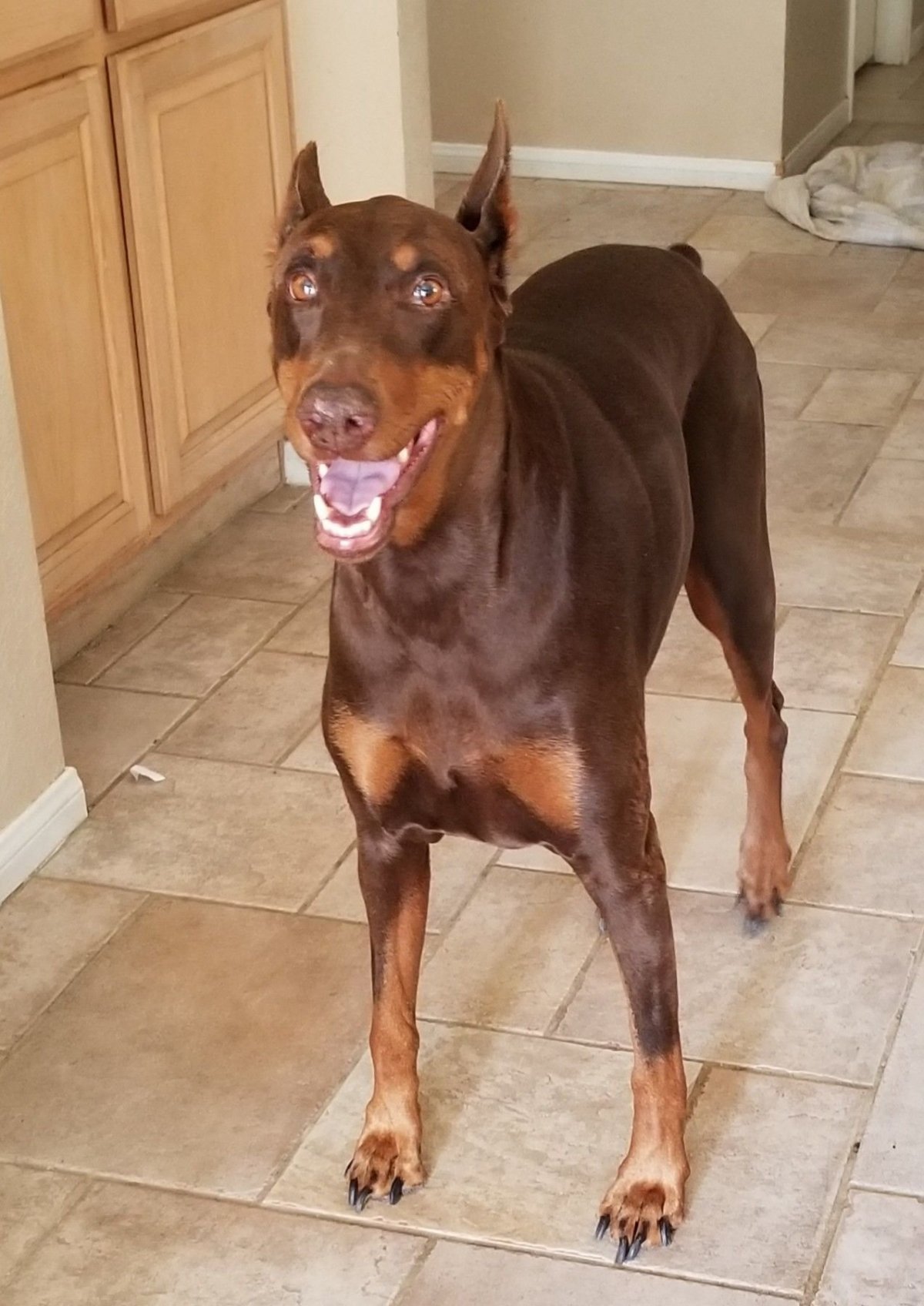 Метис дога и добермана