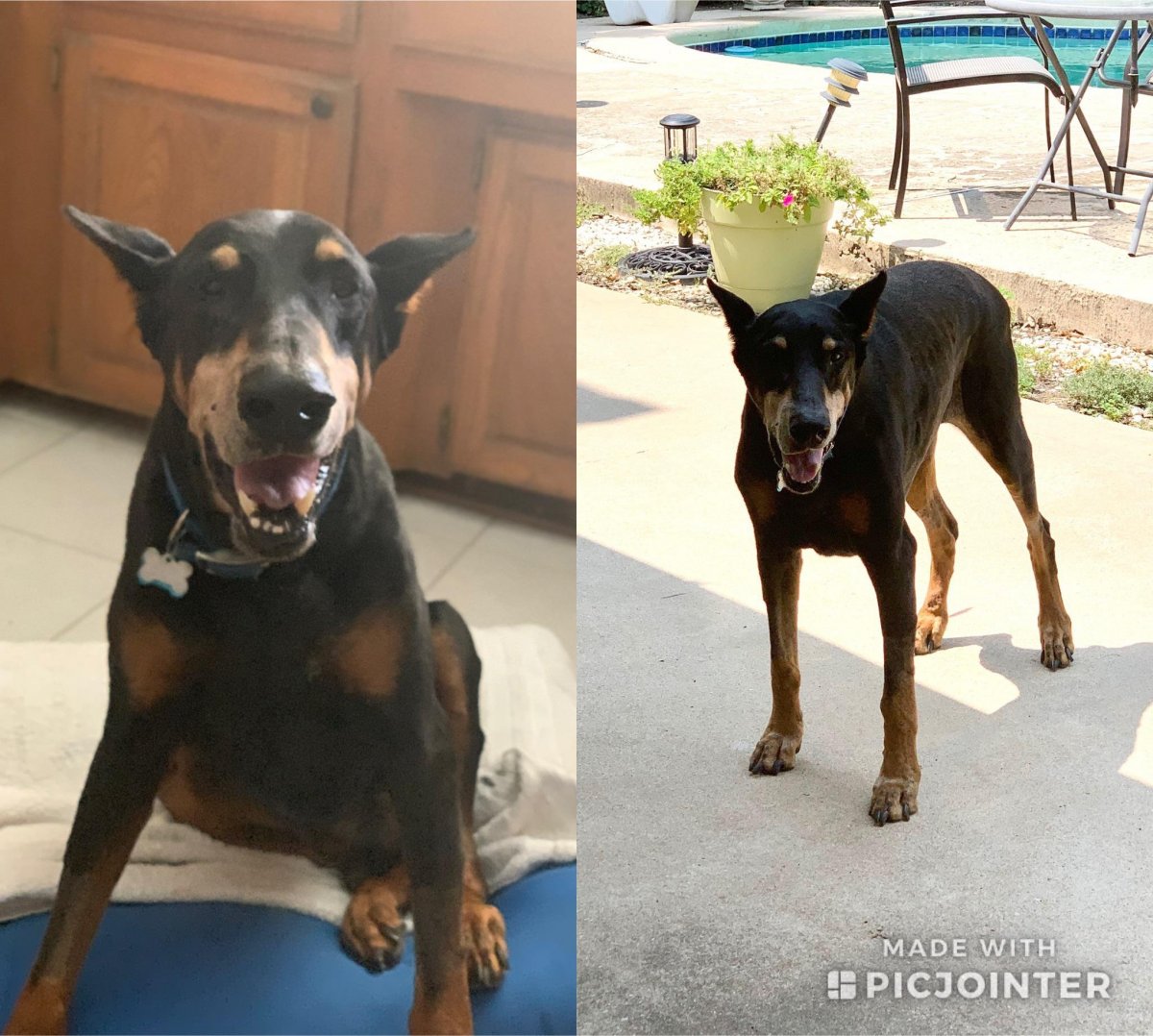 Лабрадор ретривер питбуль