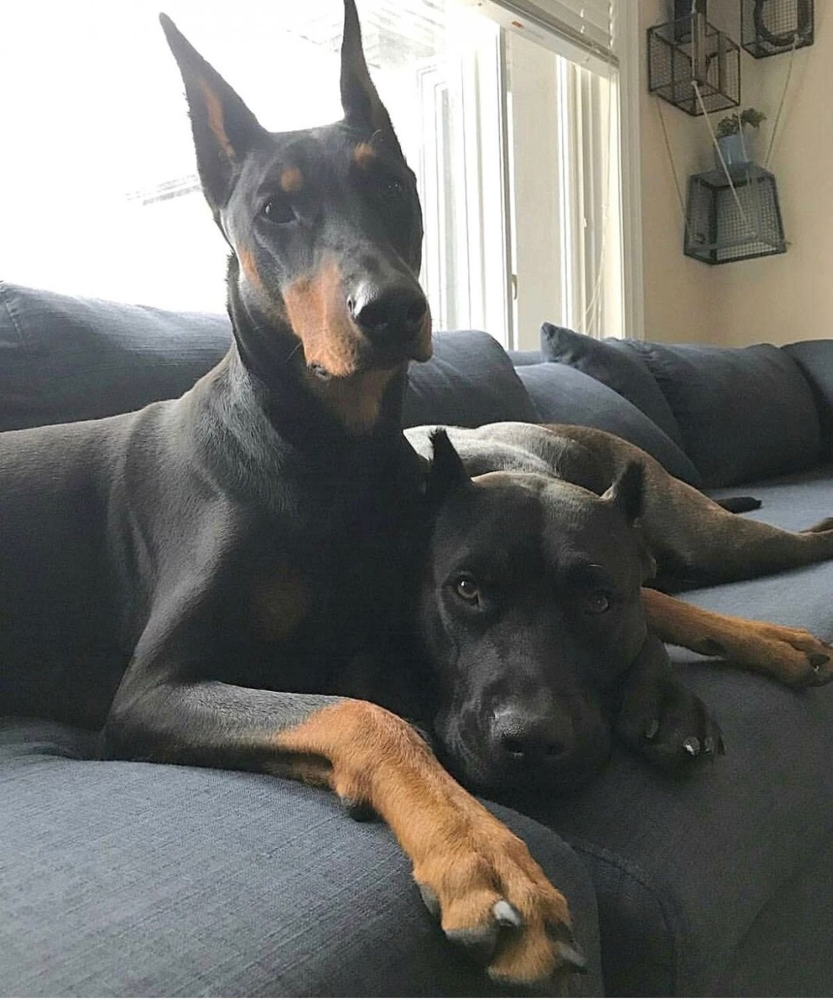 Канис пантер Донован пинчер