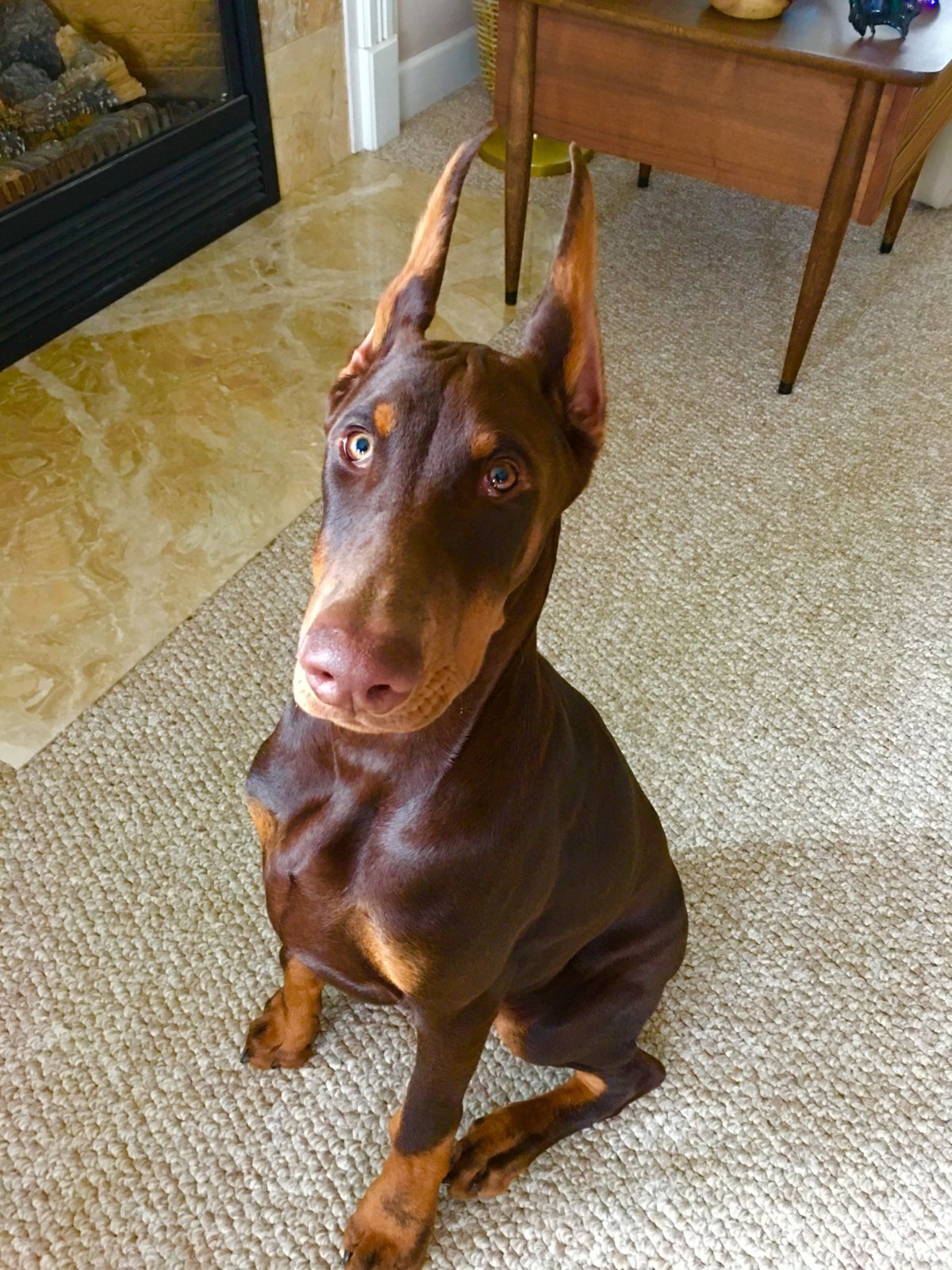 Ротвейлер и Стаффорд