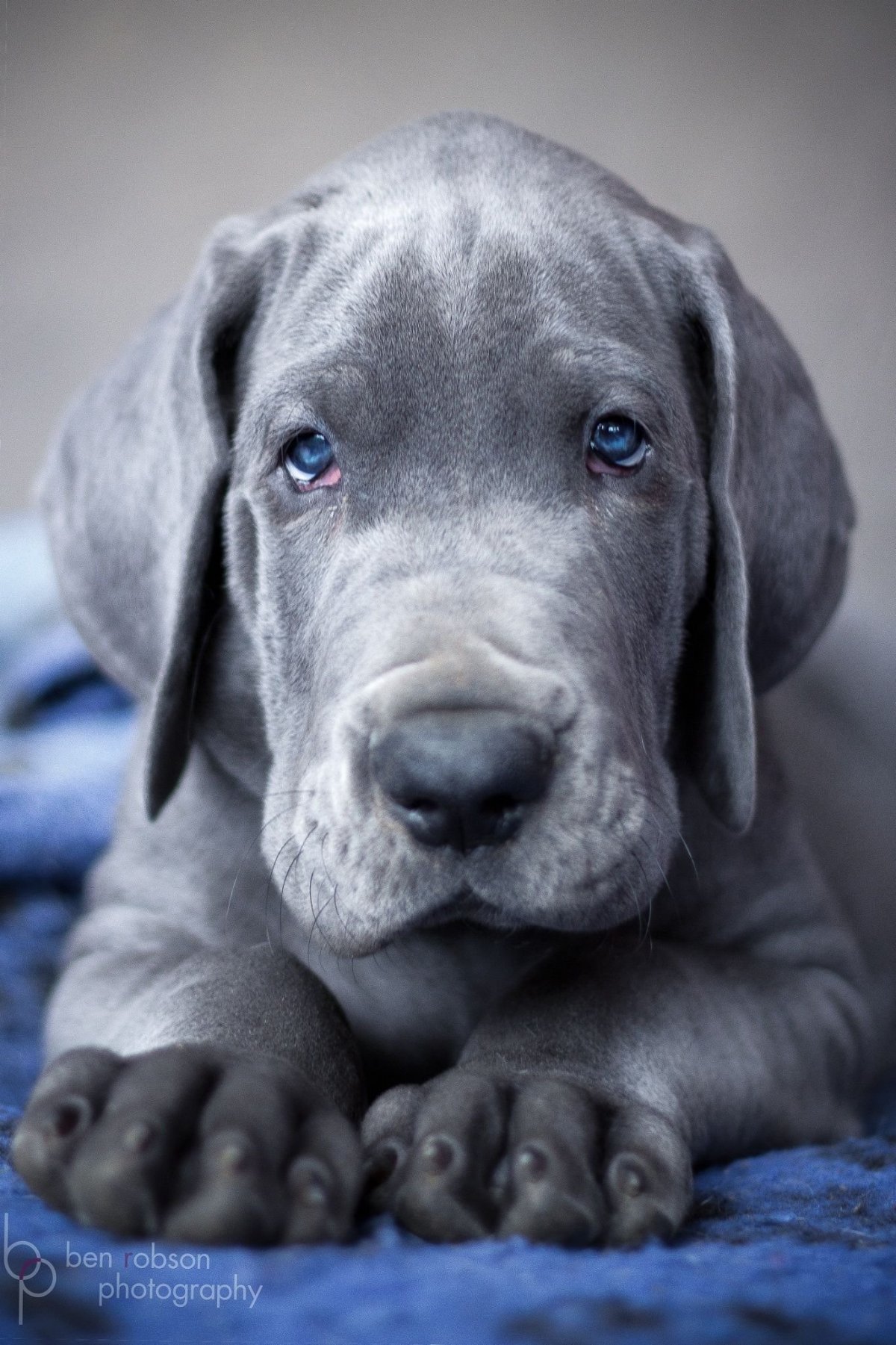Great Dane Puppy