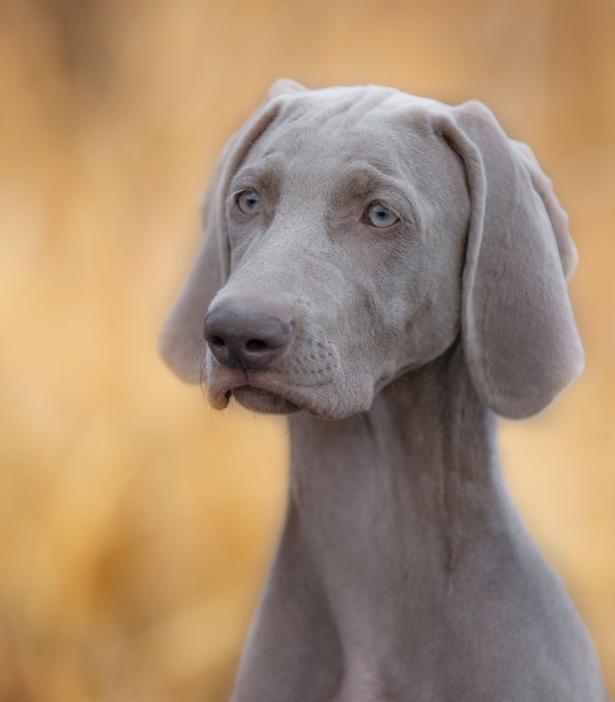 Гончая Веймаранер