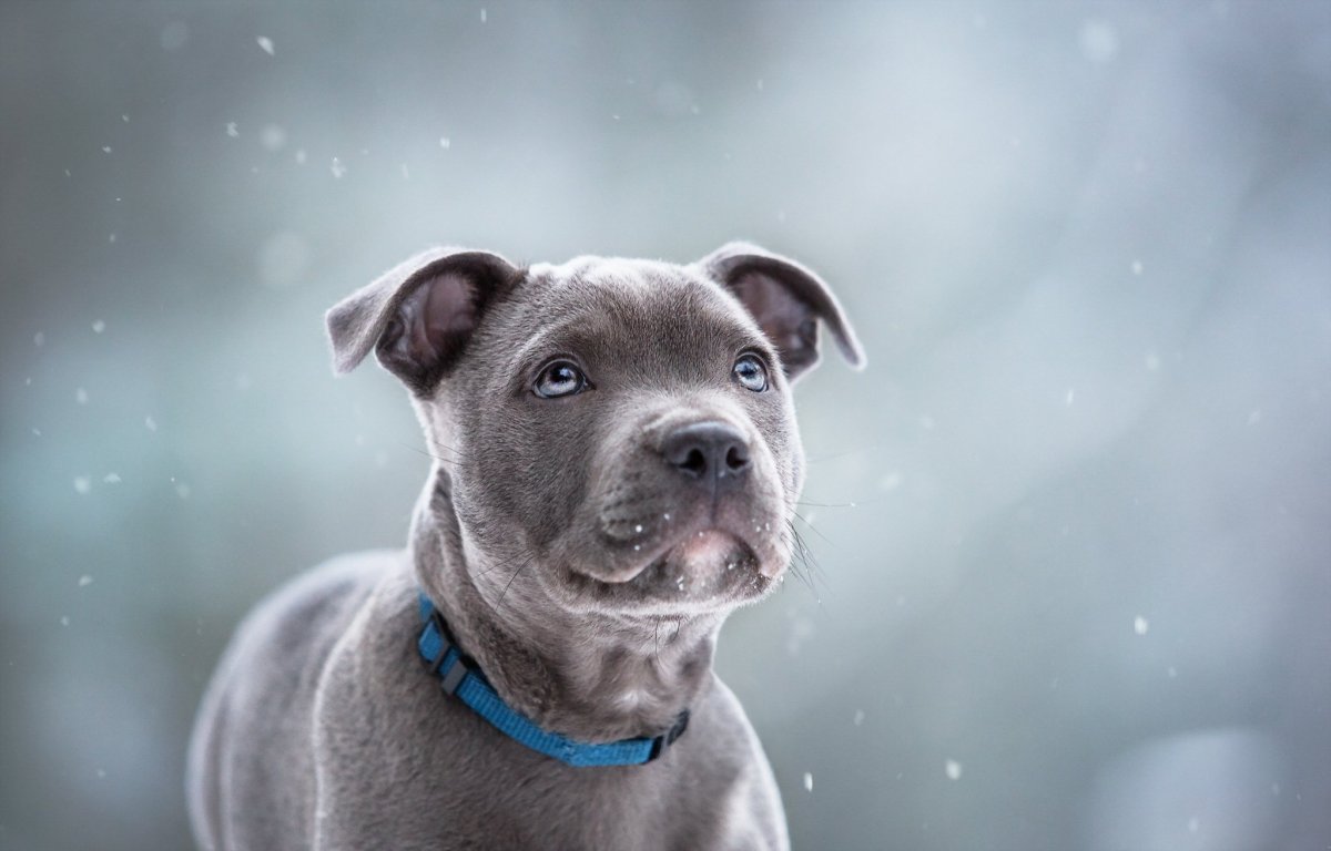 Серая собака