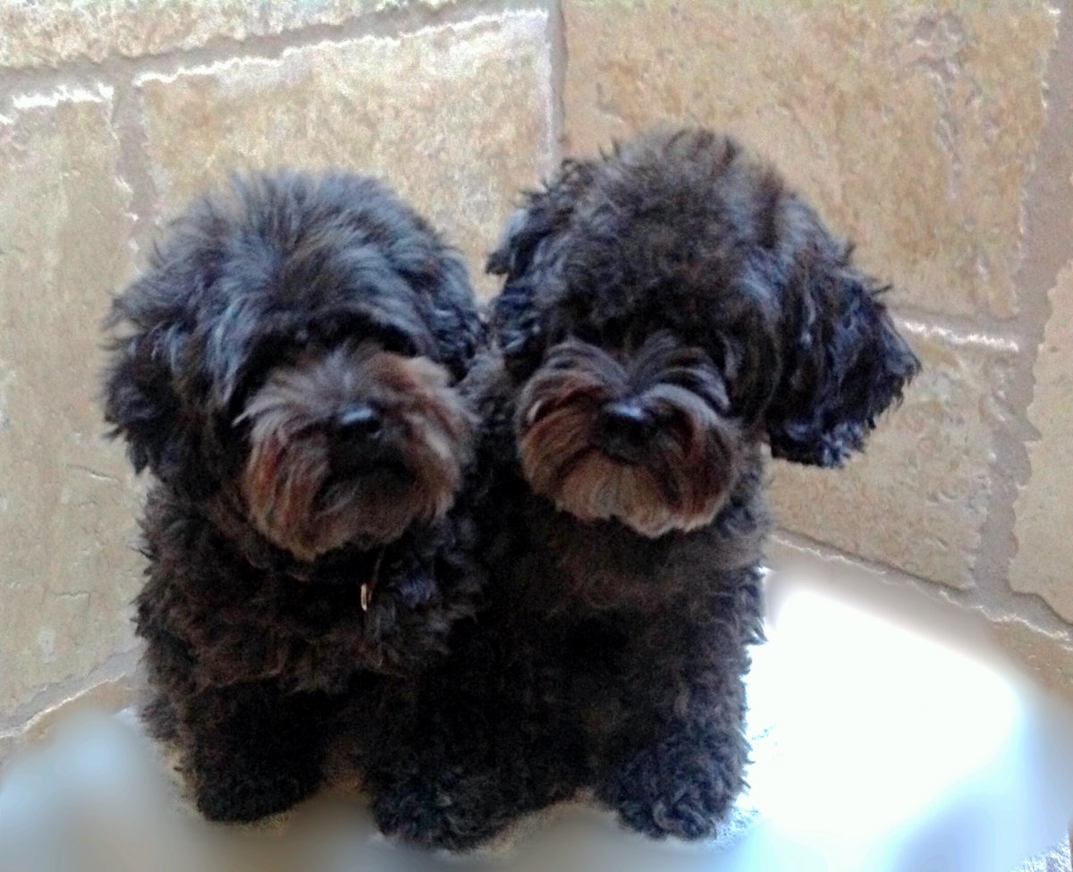 Йоркширский пудель