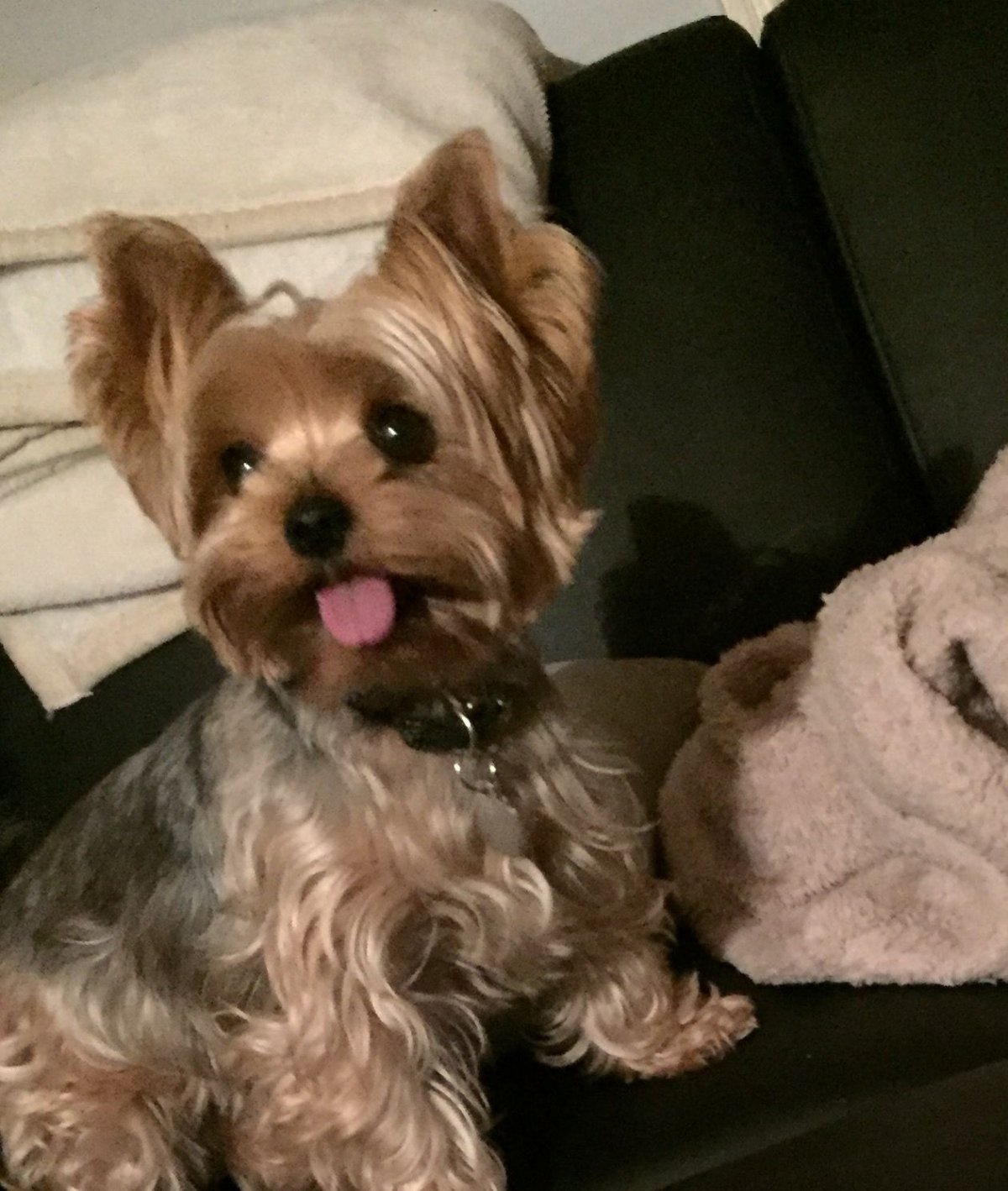 Кокапу шоколадный