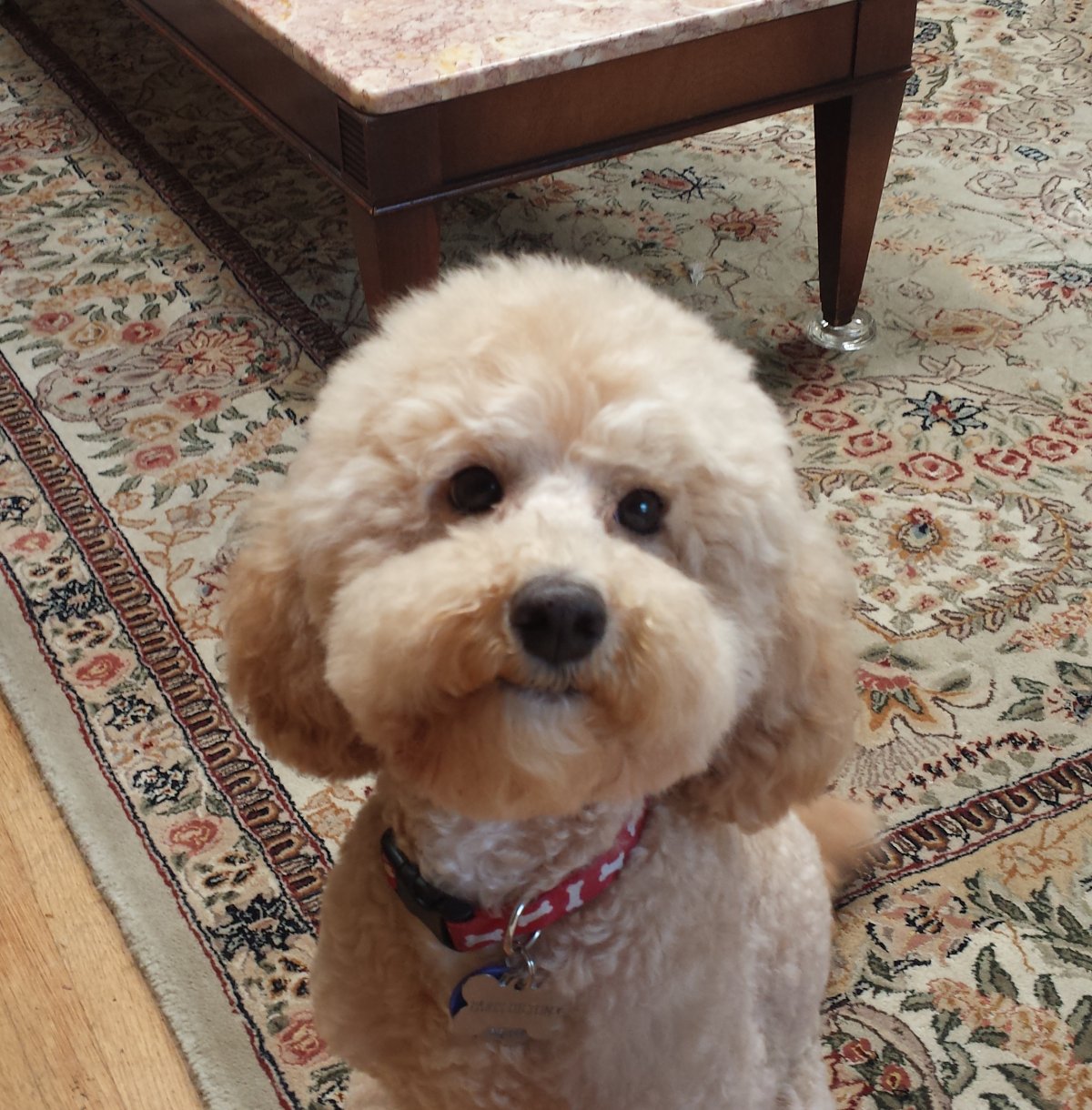 Пудель и такса