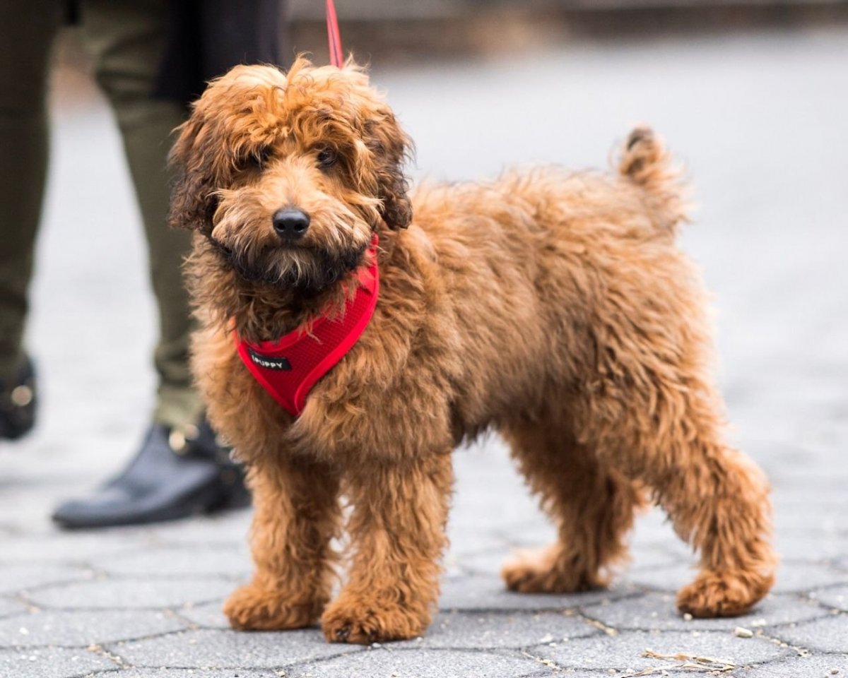 Щенок метис пудель и Йоркширский терьер