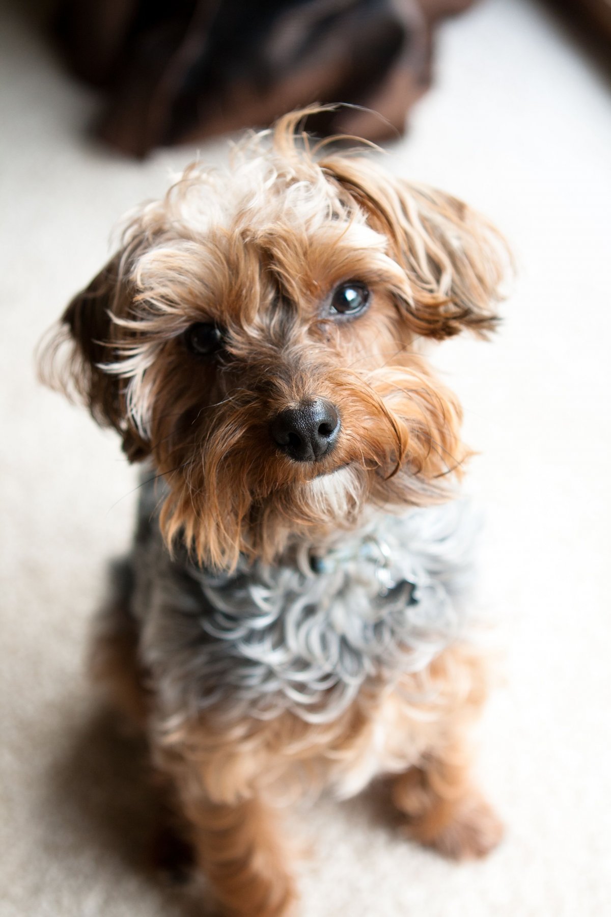 Пудель Йорк черный