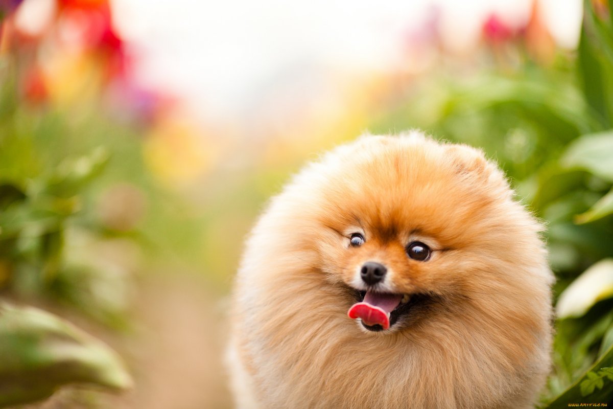 Порода собак шпиц