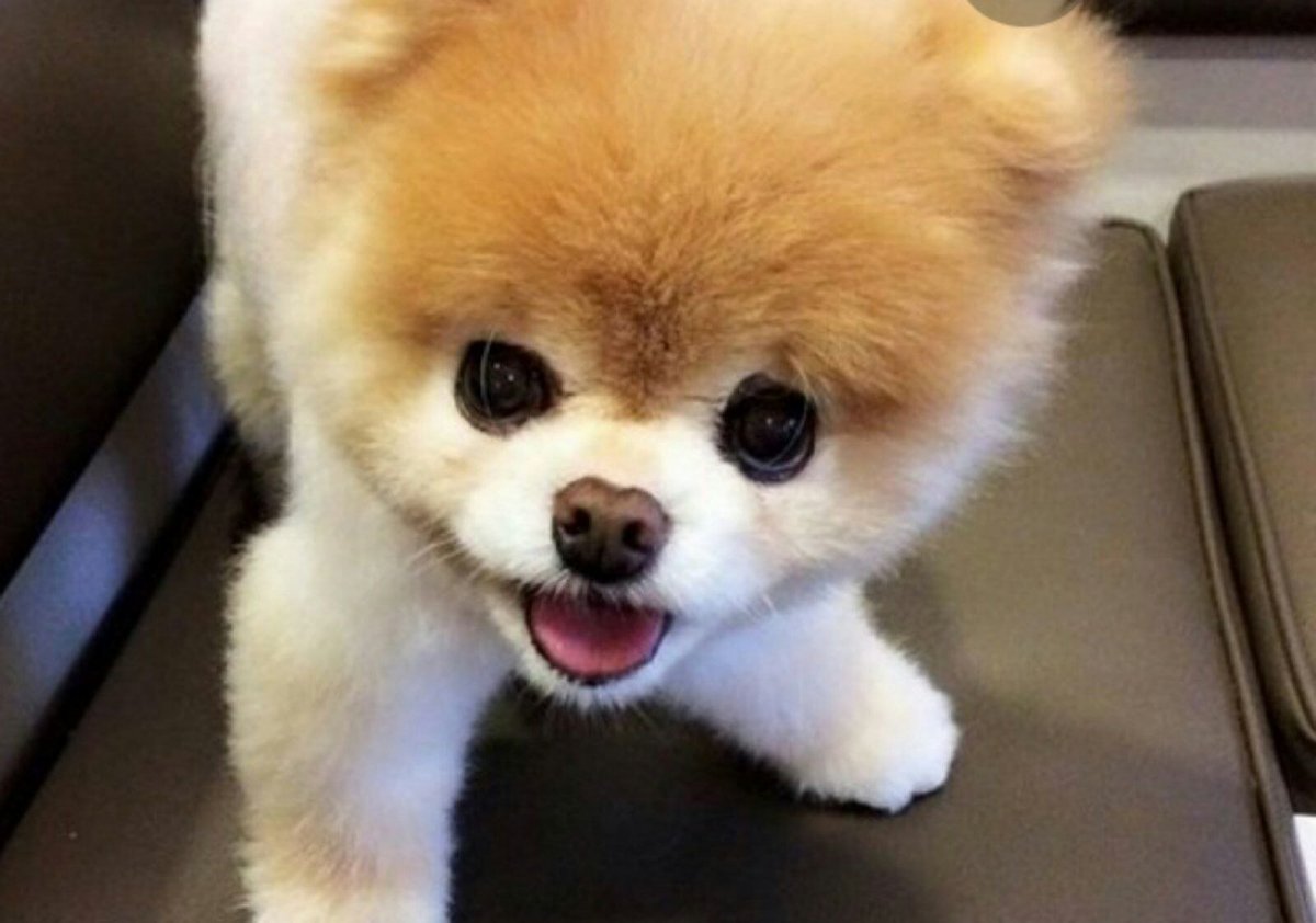 Японский померанский шпиц Boo