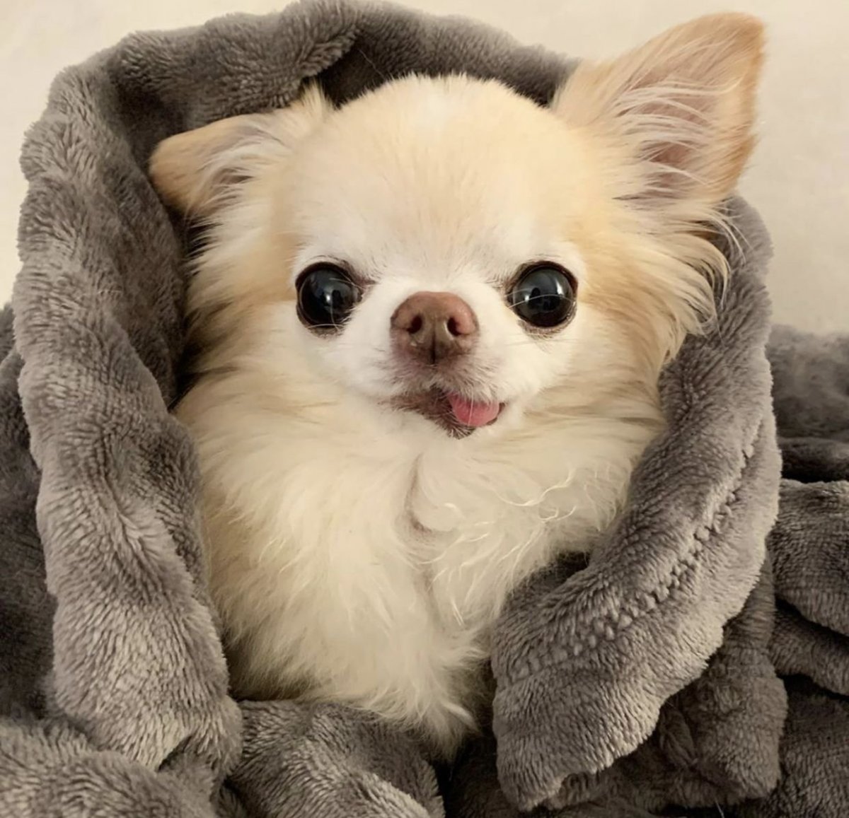 Щеночки чихуахуа