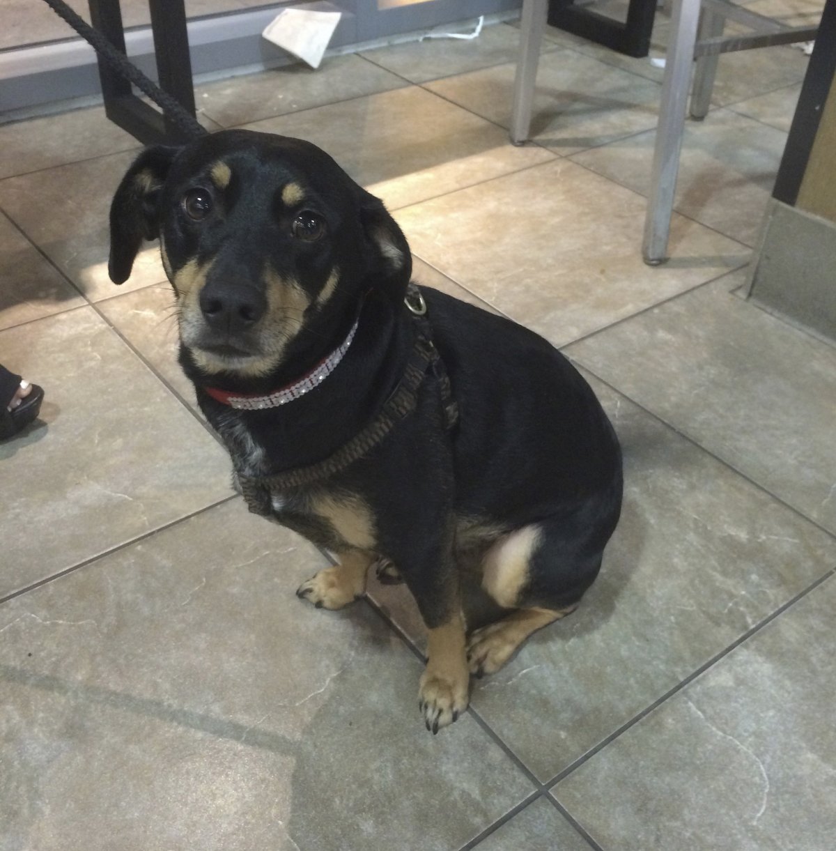 Помесь таксы и овчарки