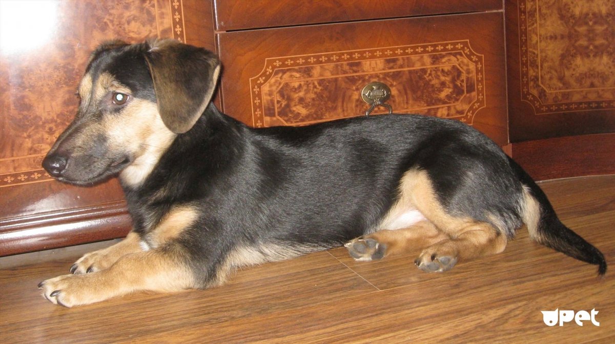 Помесь таксы