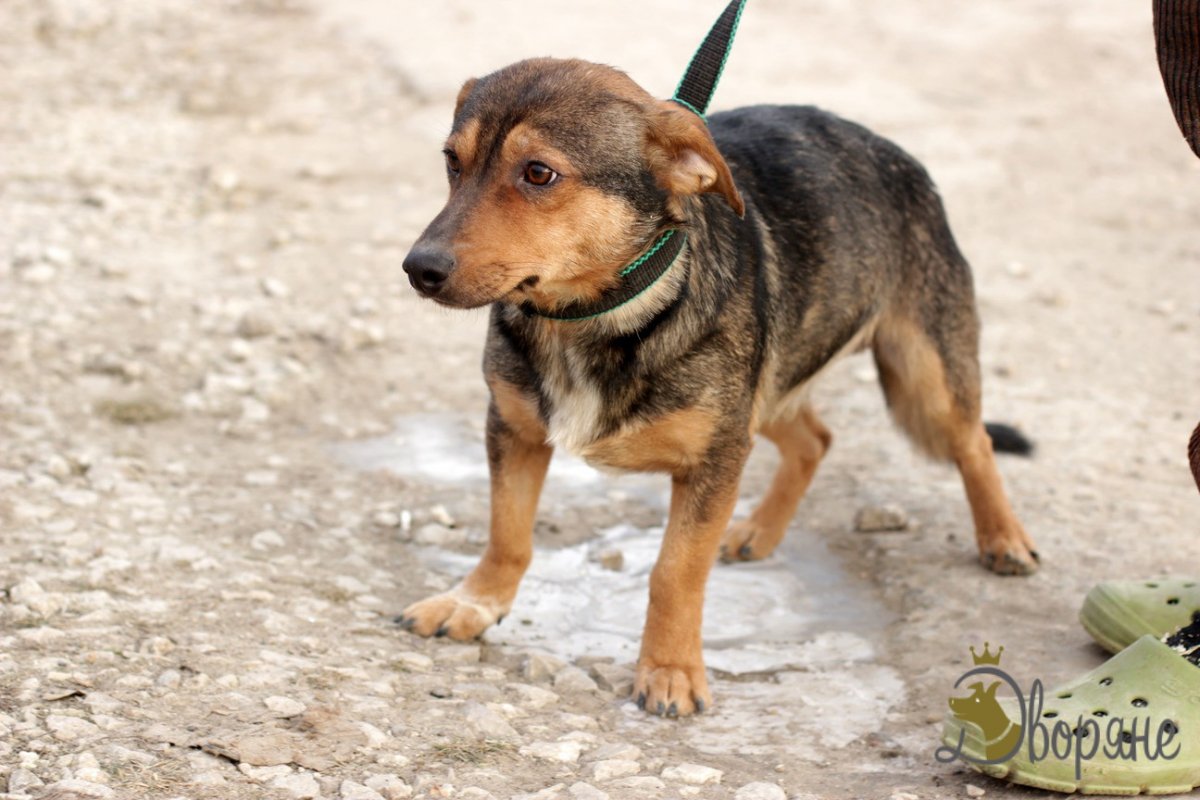 Корги и немецкая овчарка