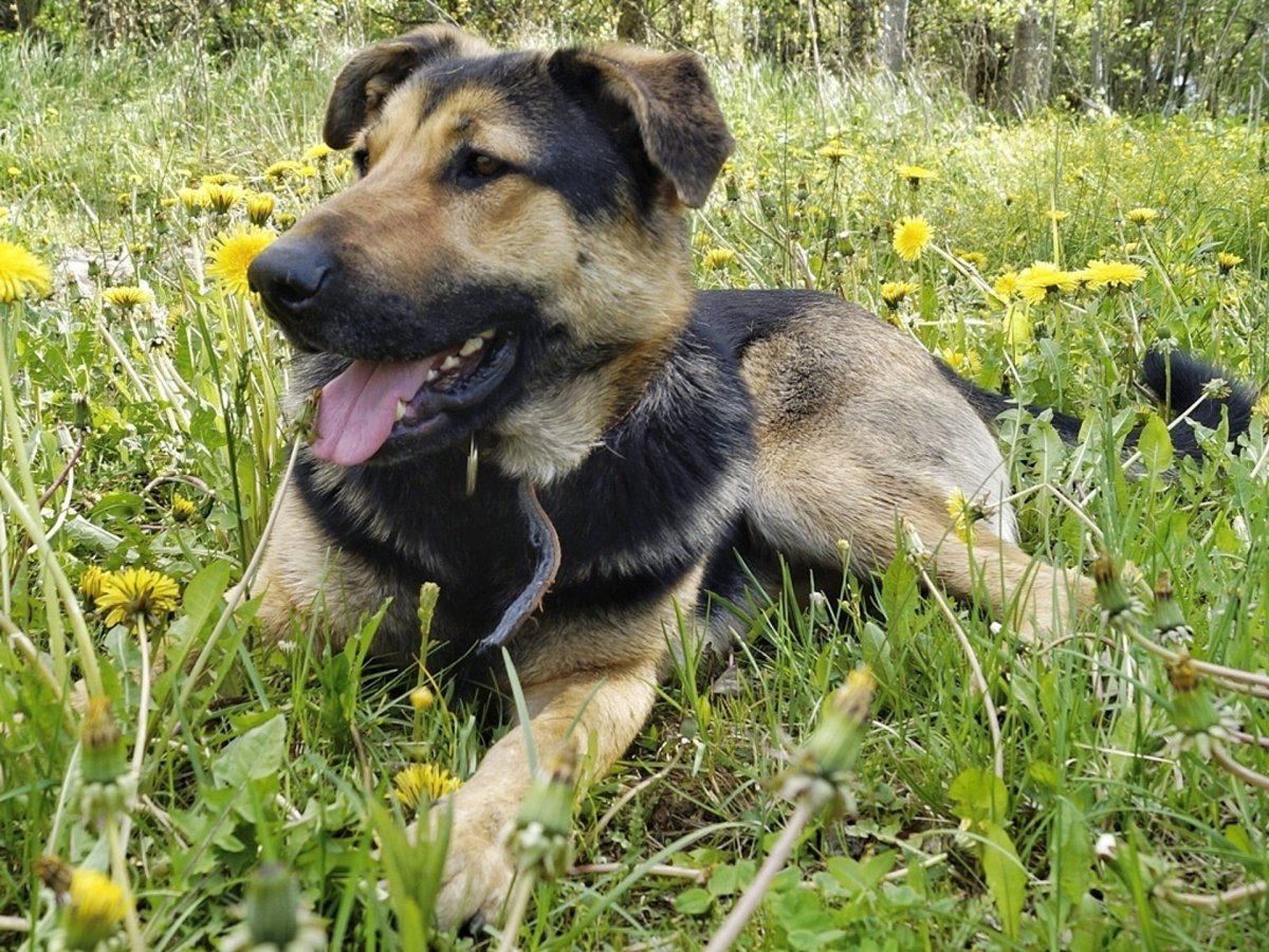 Метис бигля и дворняги