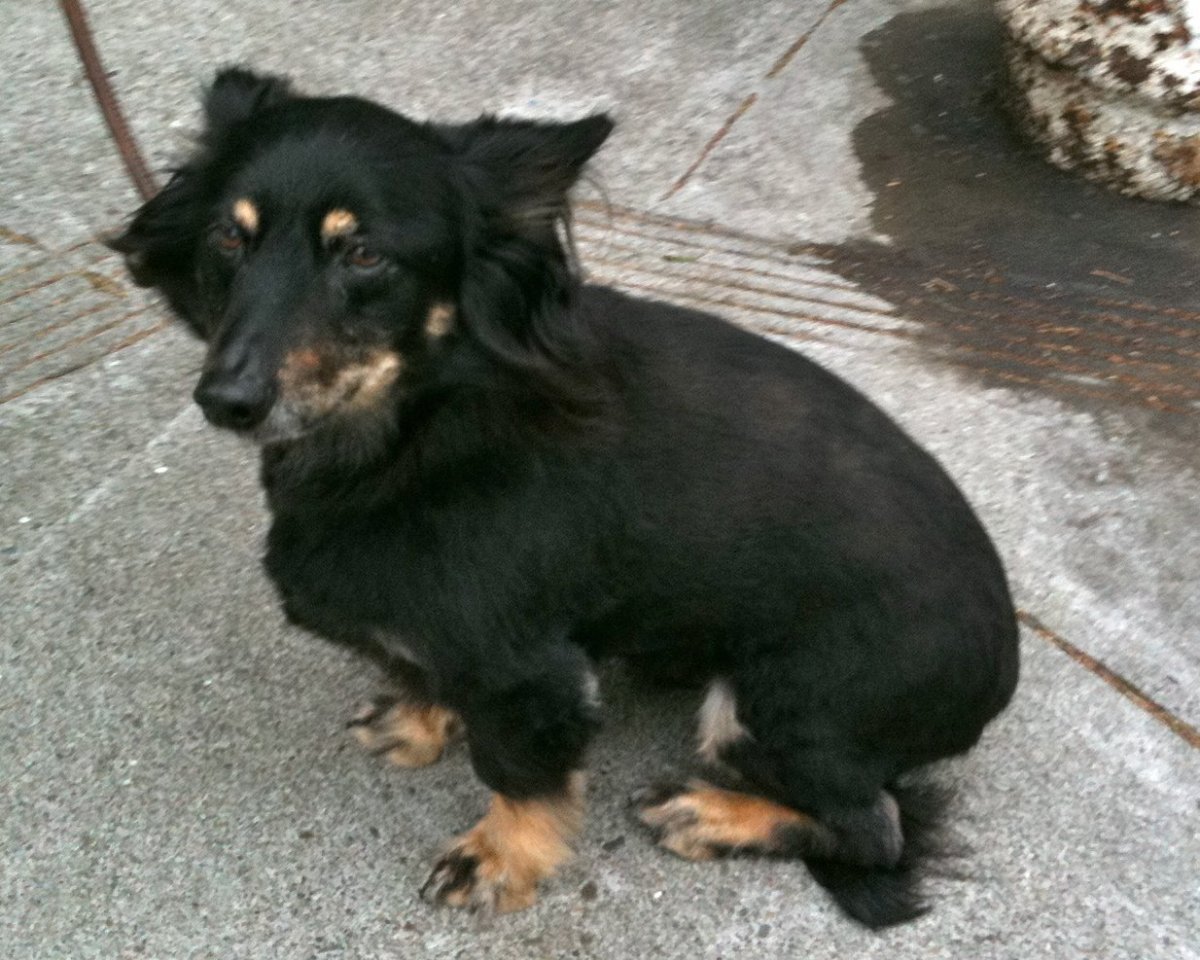 Метис сеттера и таксы