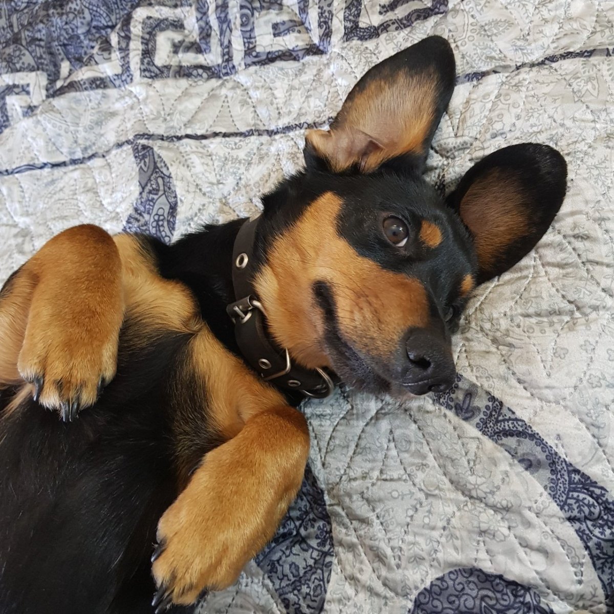 Метис таксы и немецкой овчарки