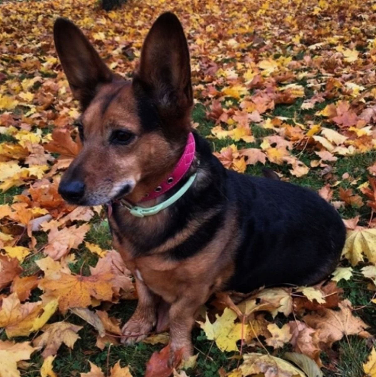 Помесь таксы и ротвейлера