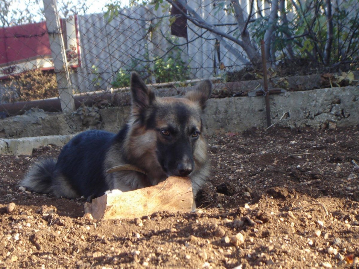 Помесь таксы и овчарки