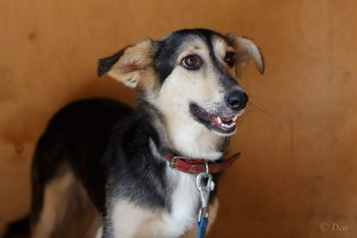 Метис корги и Доберман