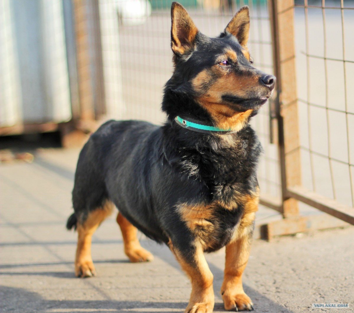 Помесь таксы и немецкой овчарки