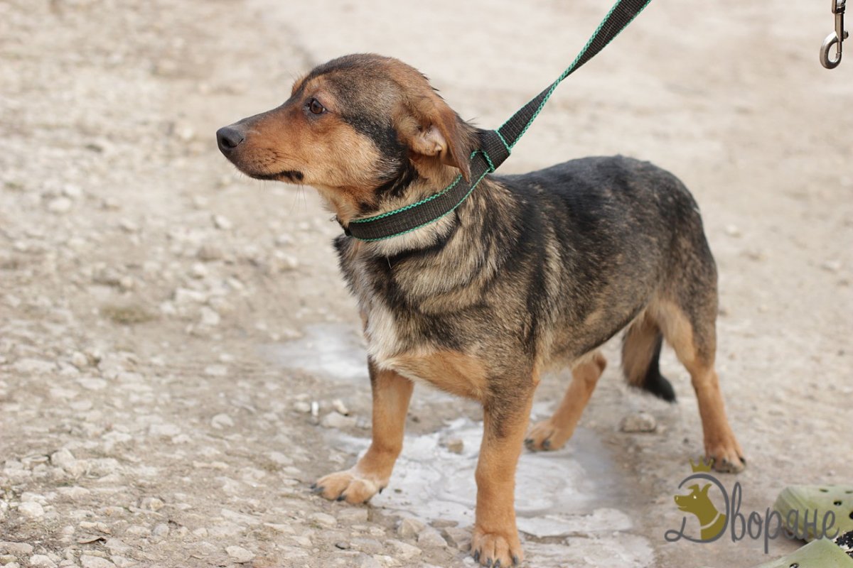 Щенок овчарки и таксы