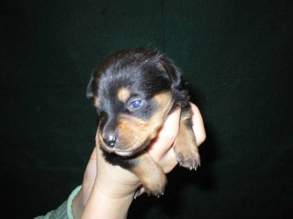 Помесь немецкой овчарки и чихуахуа