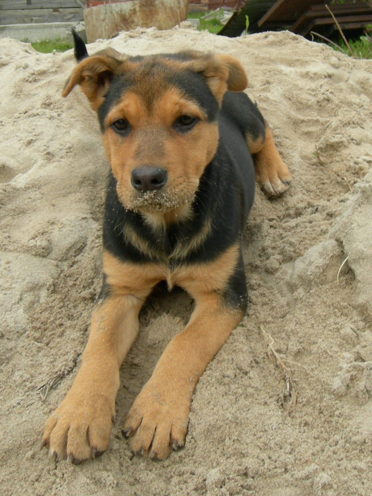 Помесь корги и овчарки