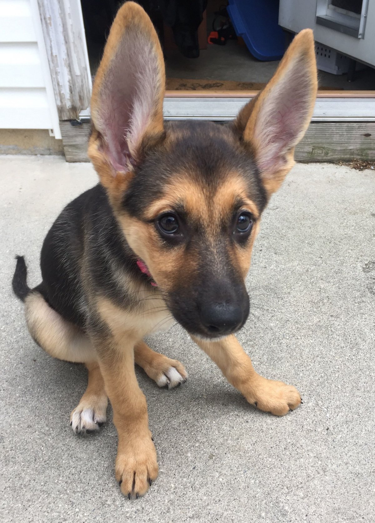 Метис корги и таксы