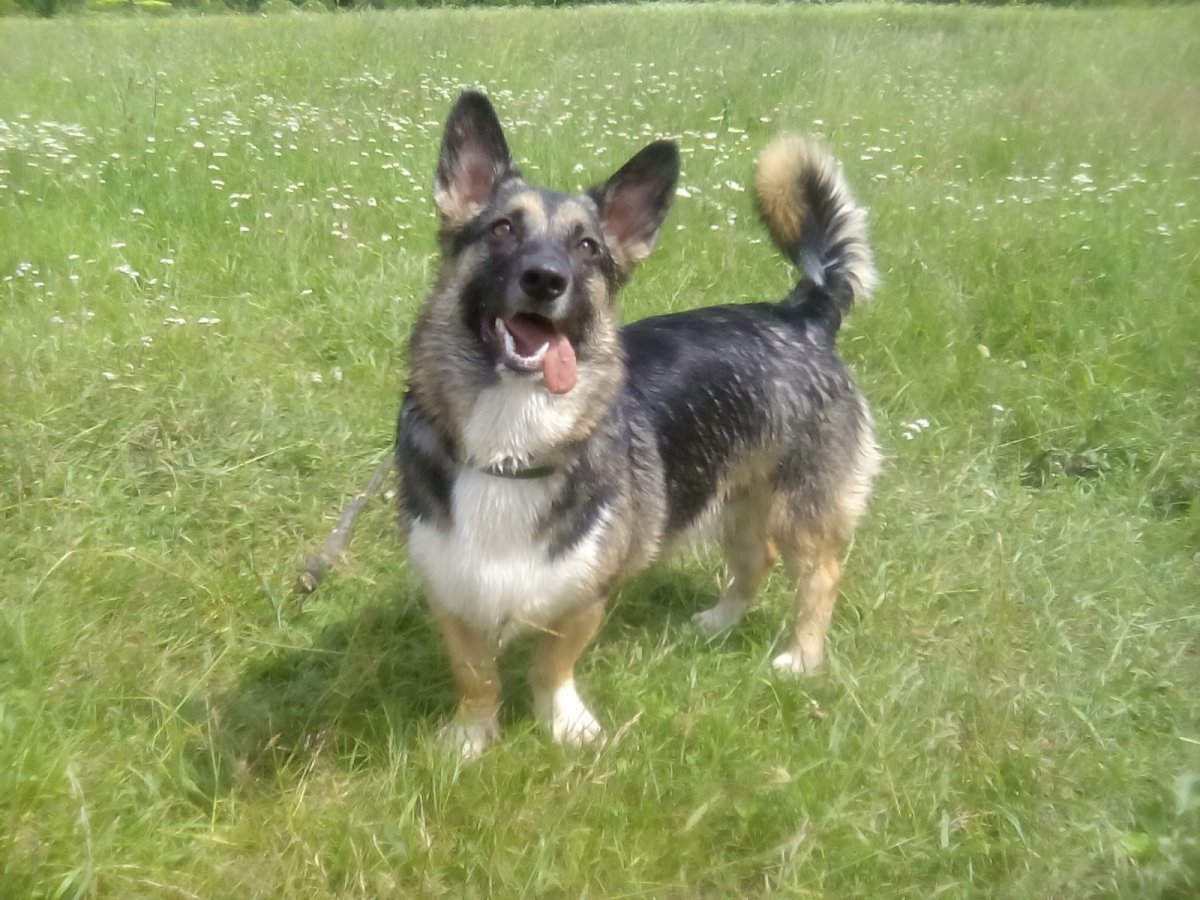 Немецкая овчарка и такса