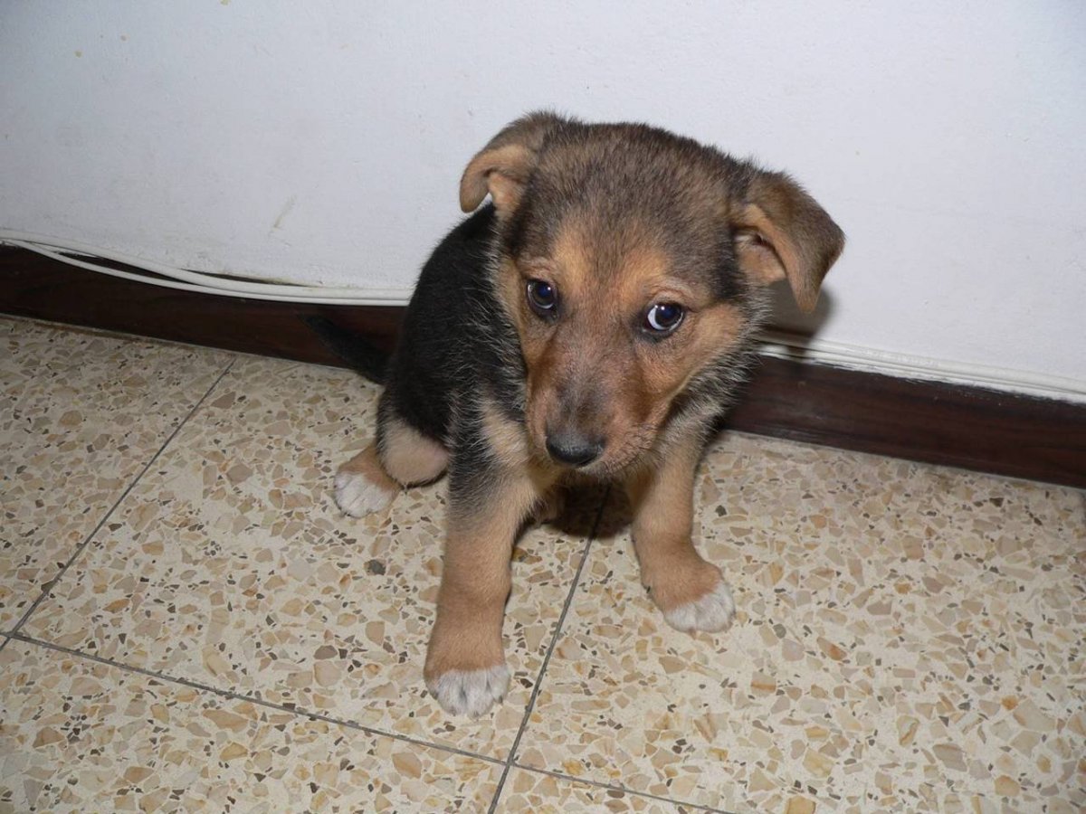 Такса дворняжка