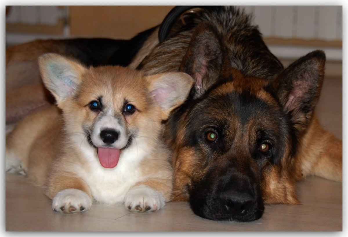 Метис ротвейлера и дворняги