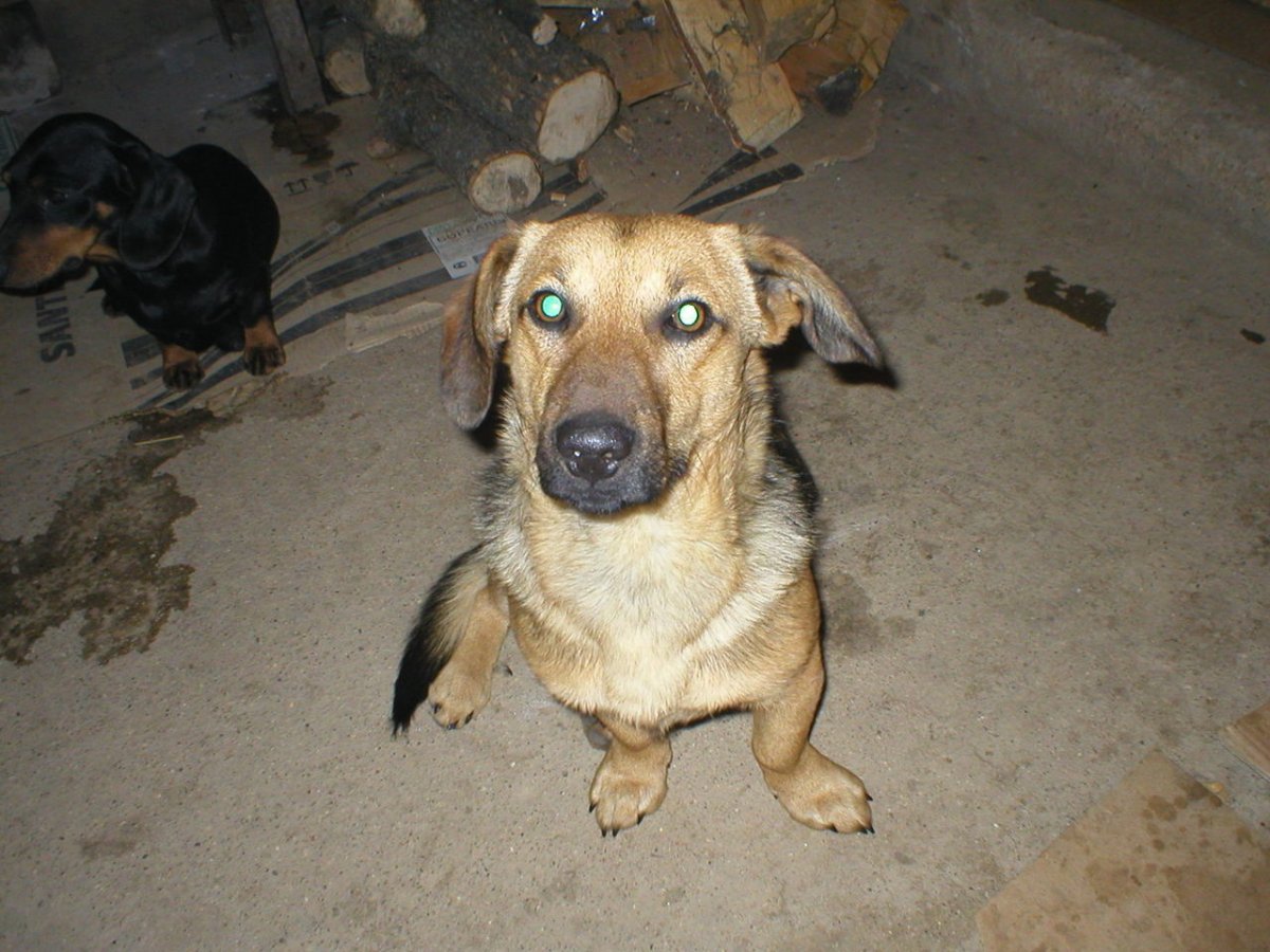 Метис вельш корги и овчарки