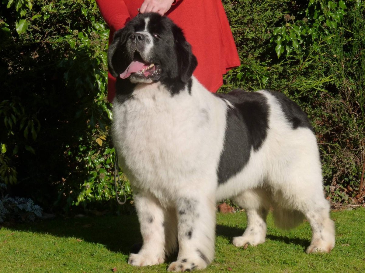 Ландсир порода