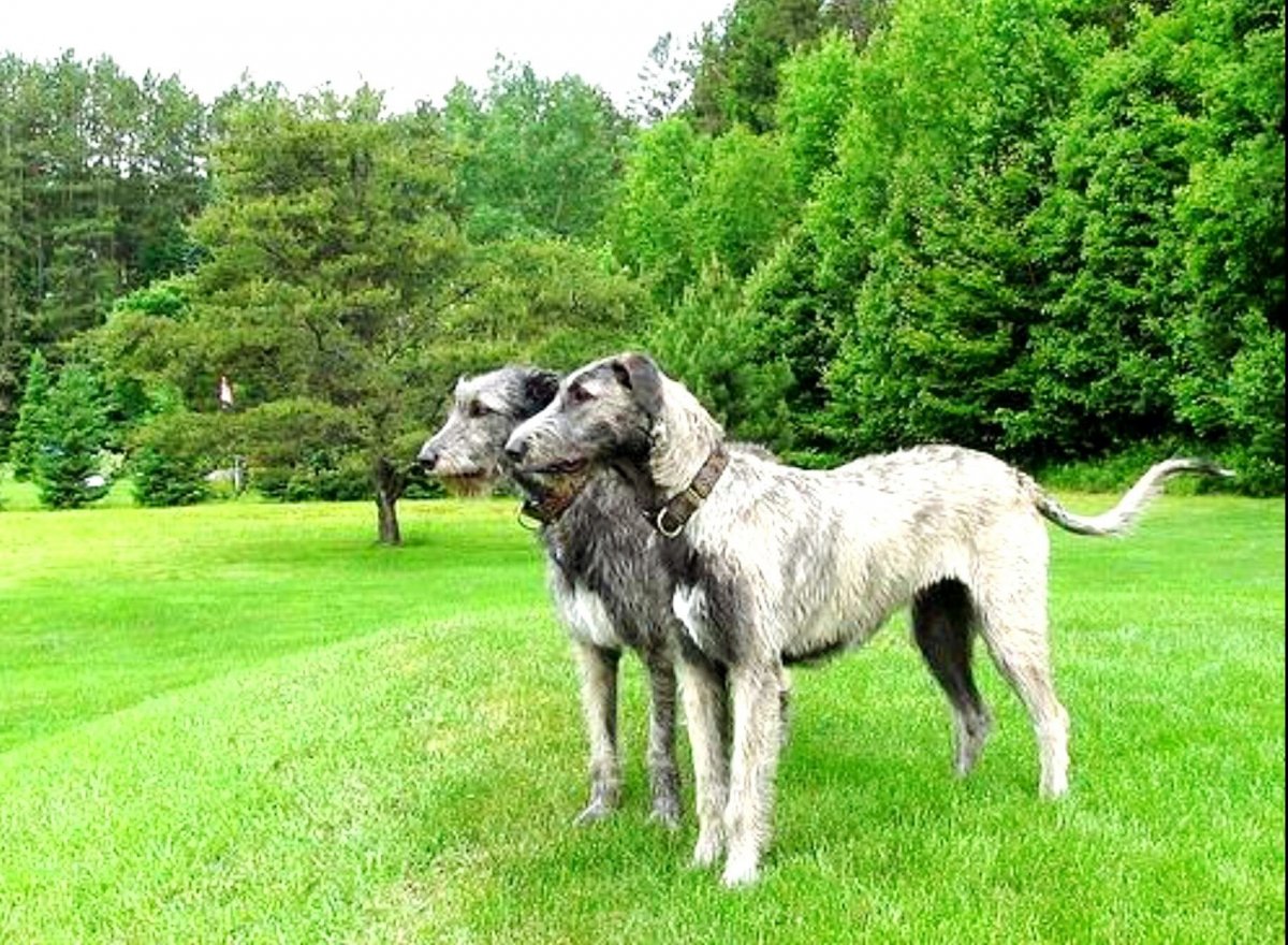 Собака ирландский волкодав