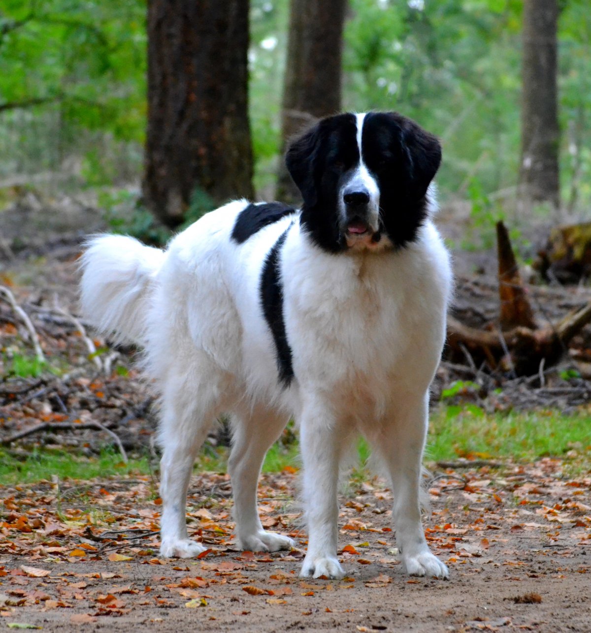 Ландсир порода собак